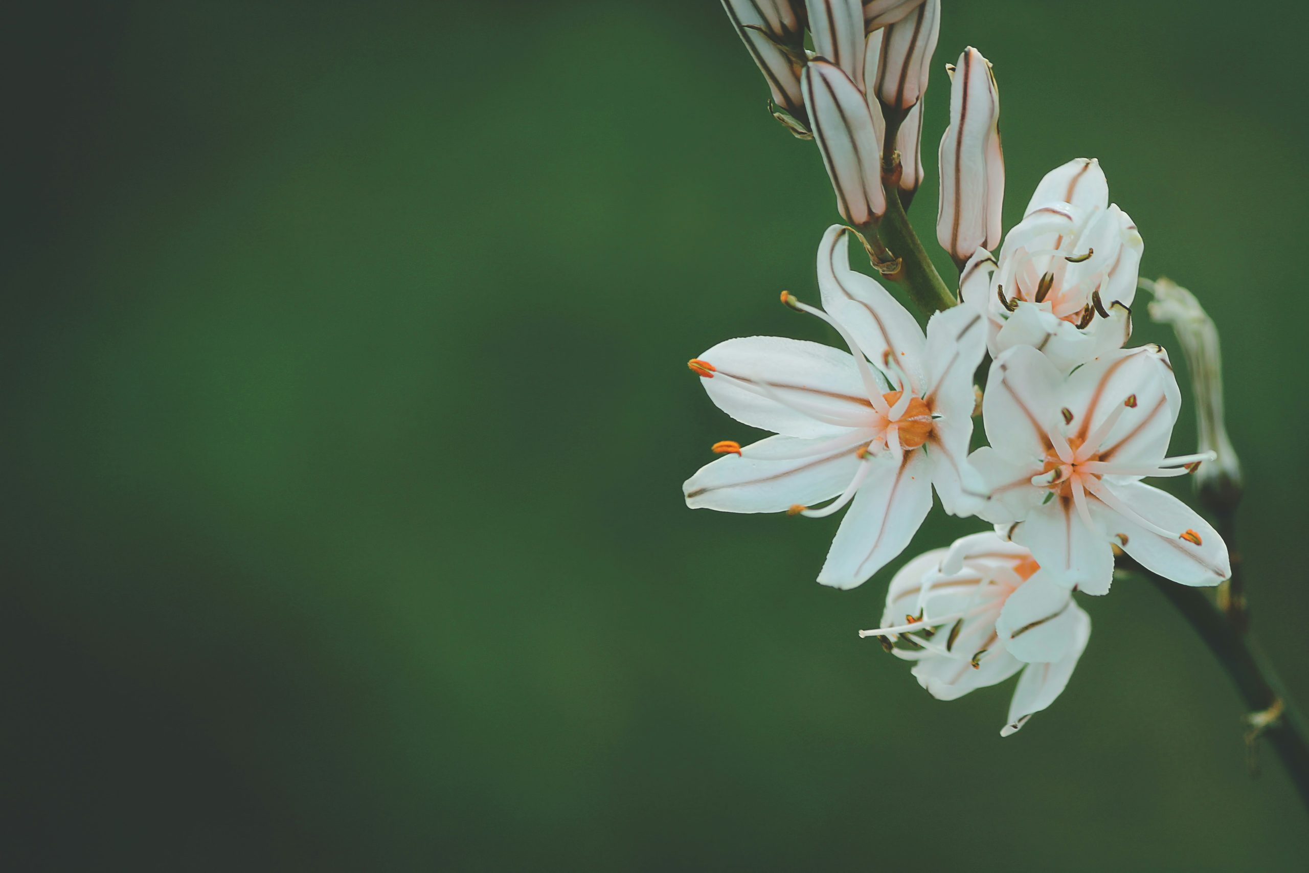 Exploring the Allure and Advantages of Faux Flowers